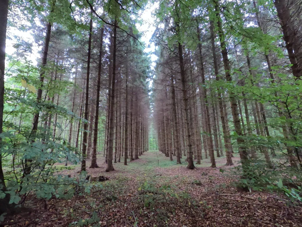 Billede af en skovsti med masser af høje træer på Jyderupstien