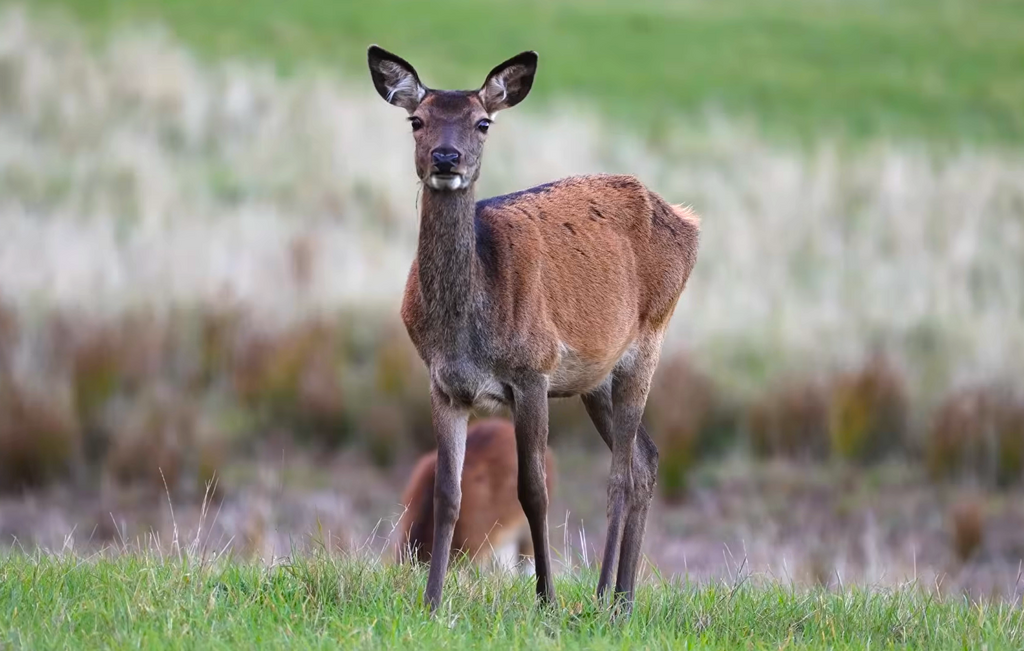 Kronhjortkalv står på græsmark og kigger mod kameraet i naturligt landskab.